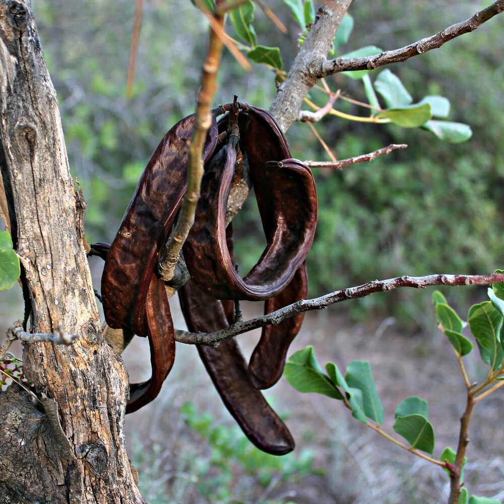 Johannisbrotbaum (Ceratonia siliqua)