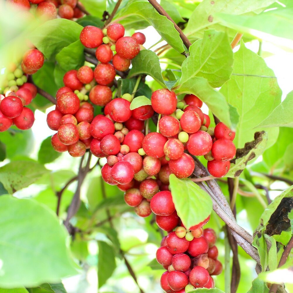 5-Geschmacks-Beere (Schisandra chinensis)