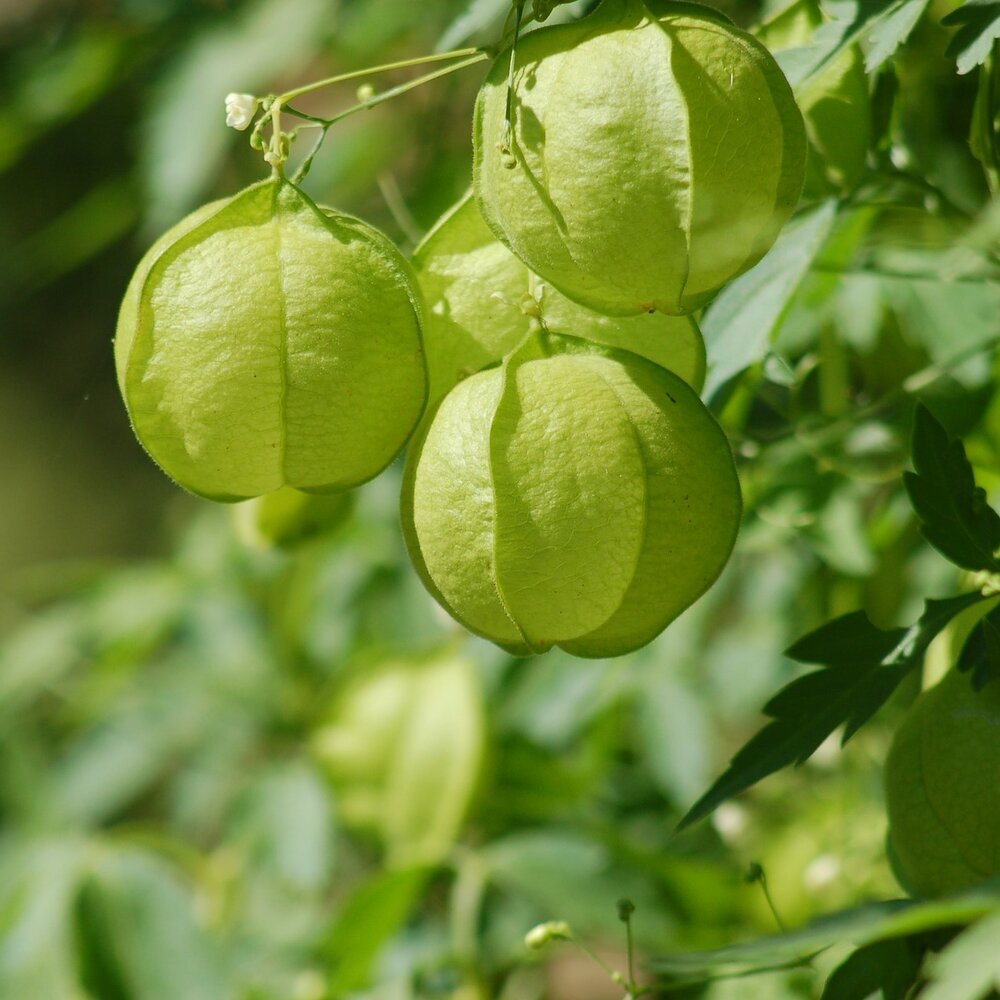 Ballonpflanze (Cardiospermum halicacabum)