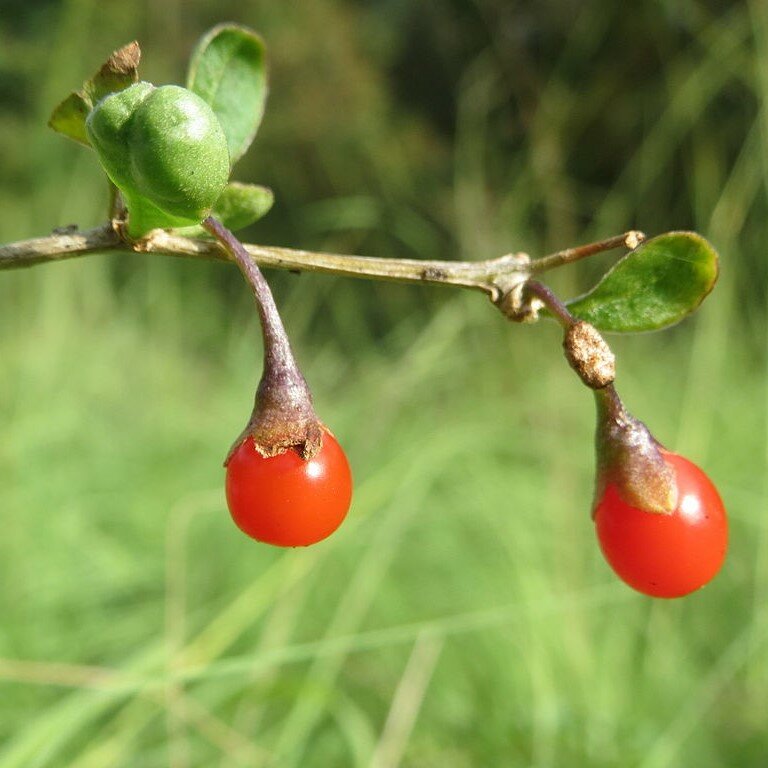 Goji-Beere (Lycium barbarum)