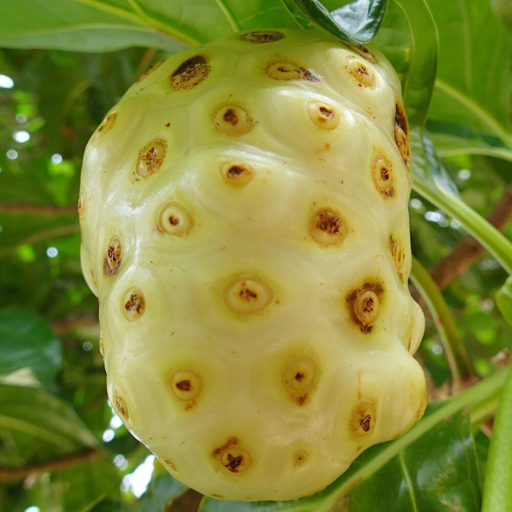 Noni (Morinda citrifolia)