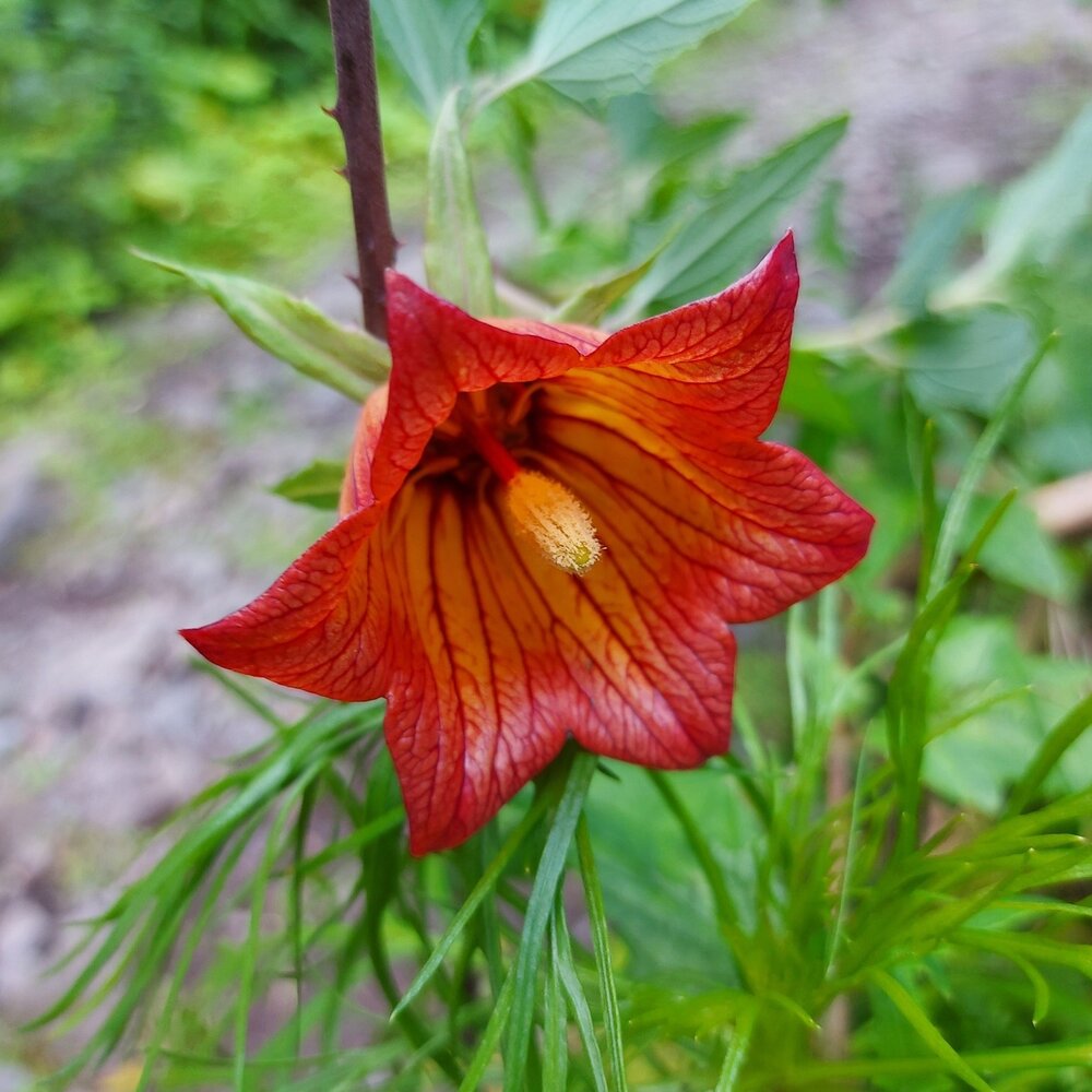 Kanarische Glockenblume (Canarina canariensis)