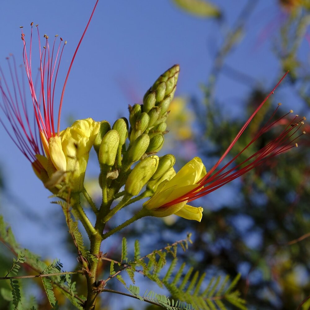 Paradiesvogelstrauch (Caesalpinia gilliesii)