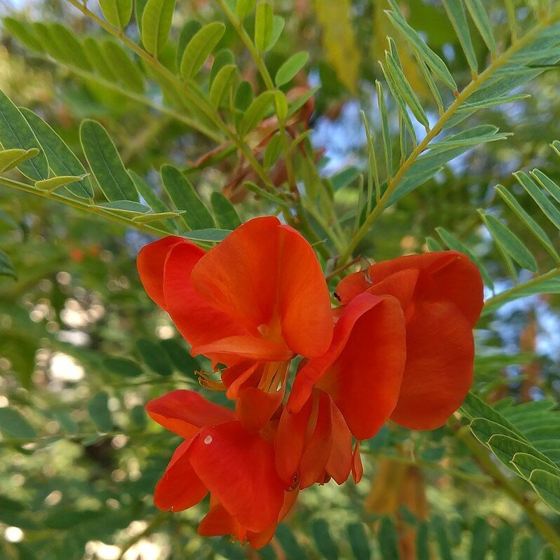 Rote Sesbania (Sesbania tripetii)