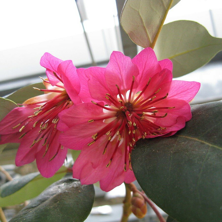 Hongkong-Rose (Rhodoleia championii)