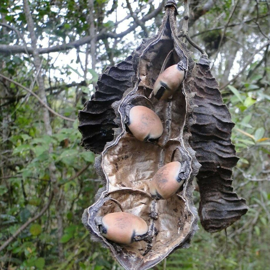Rote Hamburgerbohne (Mucuna urens)