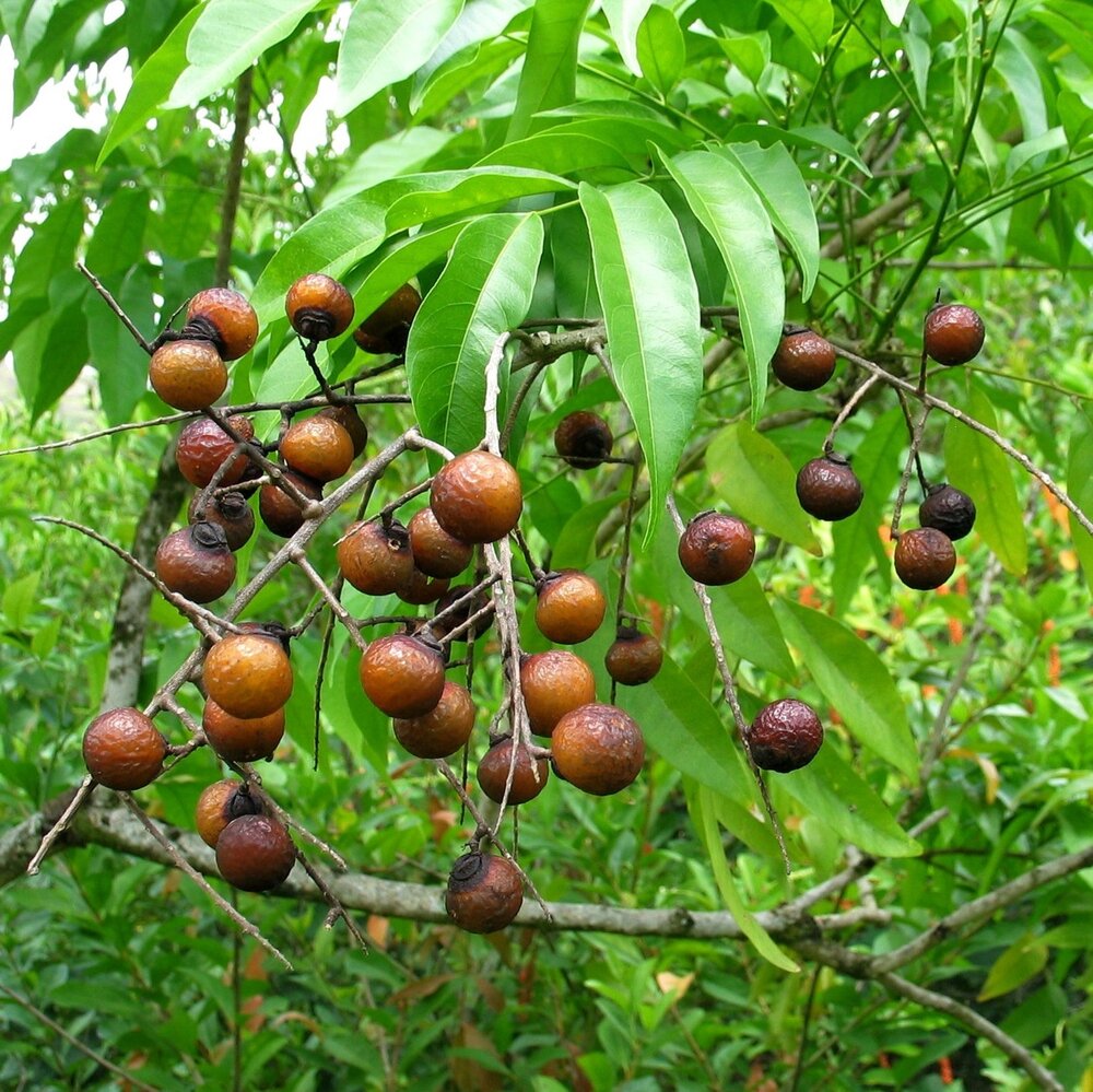 Seifenbeere (Sapindus saponaria)