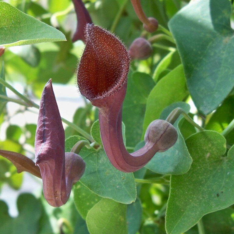 Portugiesische Pfeifenblume (Aristolochia baetica)