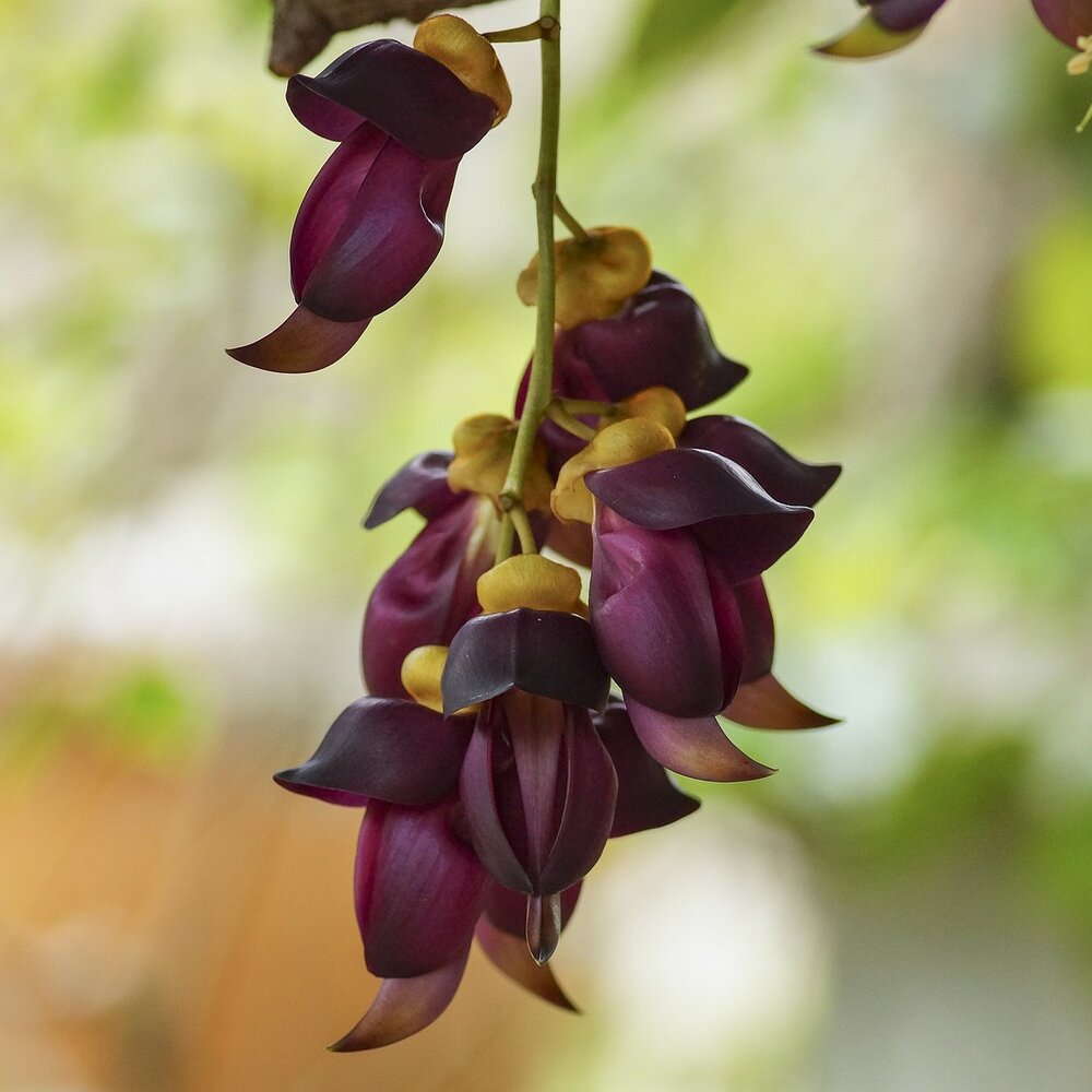 Samtbohne (Mucuna sempervirens)