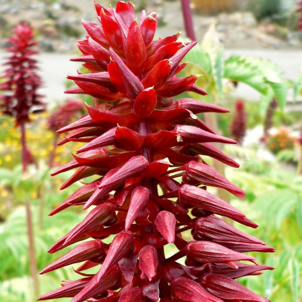 Gro&szlig;e Honigblume (Melianthus major)