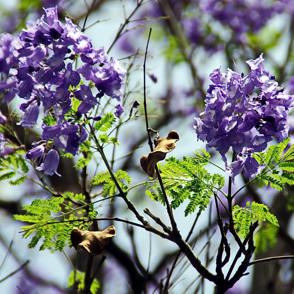 Blauer Jacaranda (Jacaranda mimosifolia)