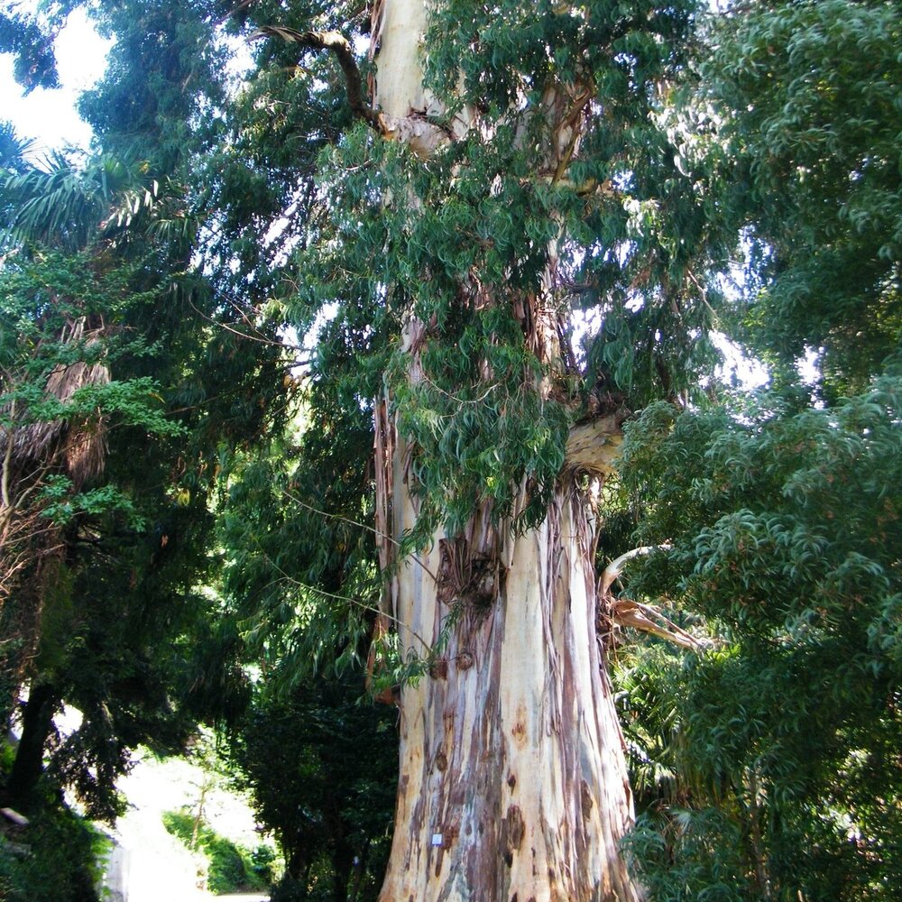 Zuckereukalyptus (Eucalyptus viminalis)
