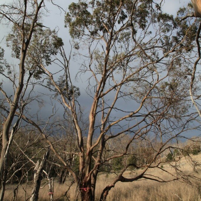 Morrisby-Eukalyptus (Eucalyptus morrisbyi)