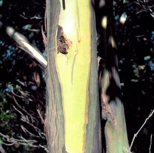 Gelber Tasmanischer Eukalyptus (Eucalyptus johnstonii)
