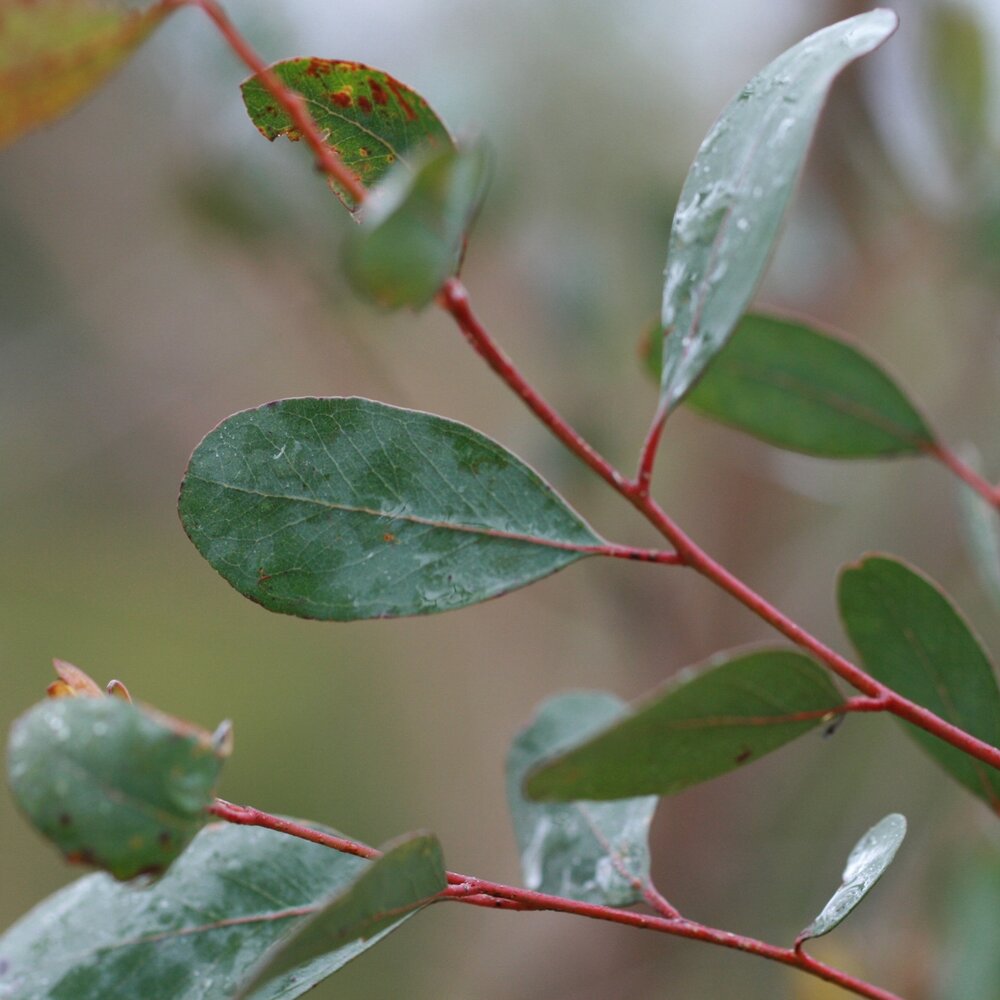 Sumpfgummi (Eucalyptus camphora)