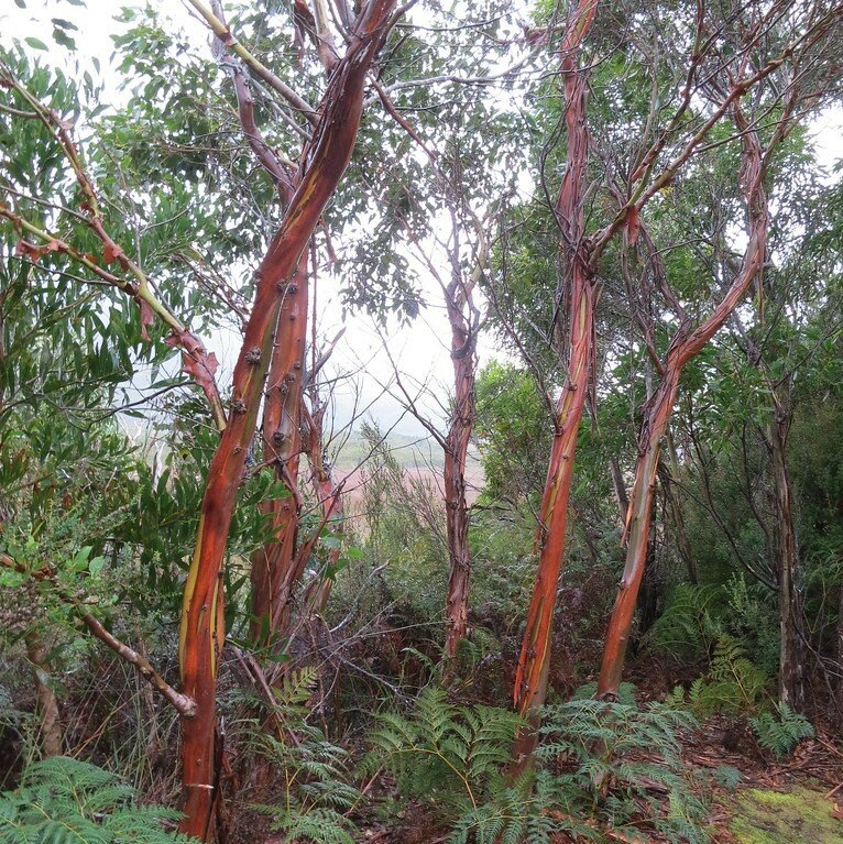 Tasmanischer Schneeeukalyptus (Eucalyptus coccifera)