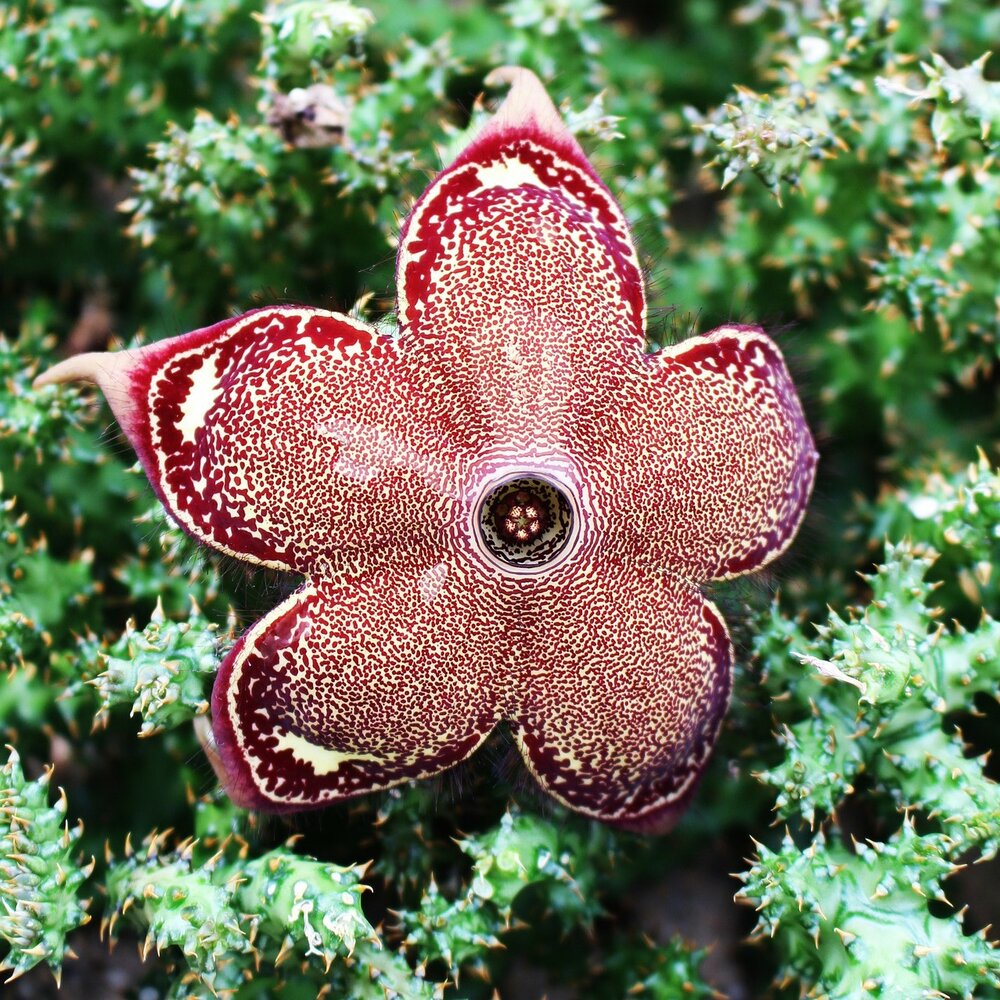 Persischer Teppichblume (Edithcolea grandis)