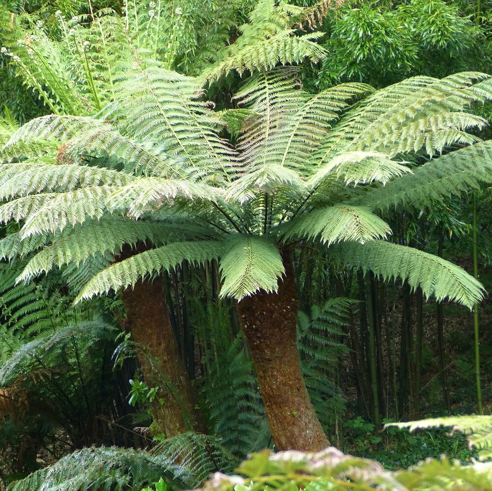 Tasmanischer Baumfarn (Dicksonia antarctica)