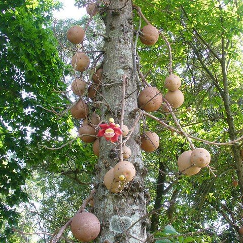 Kanonenballbaum (Couroupita guianensis)