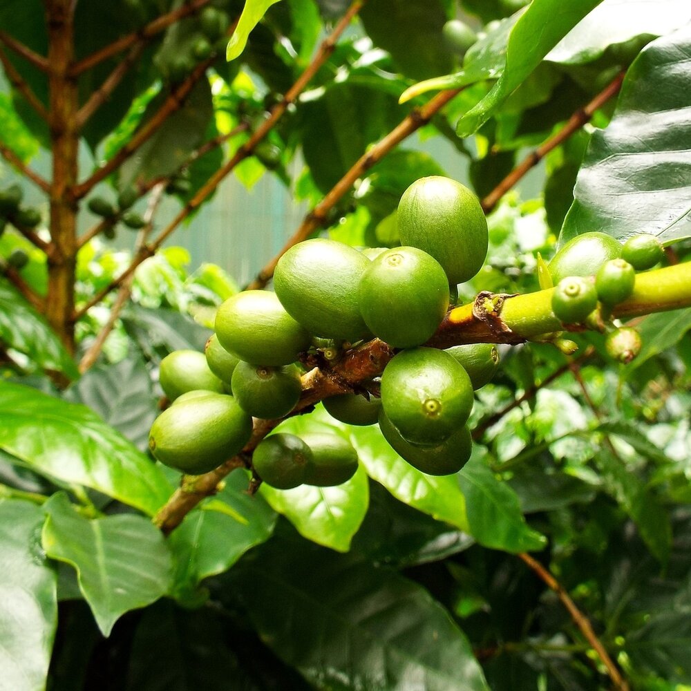 Catura-Kaffee (Coffea arabica 'catura')