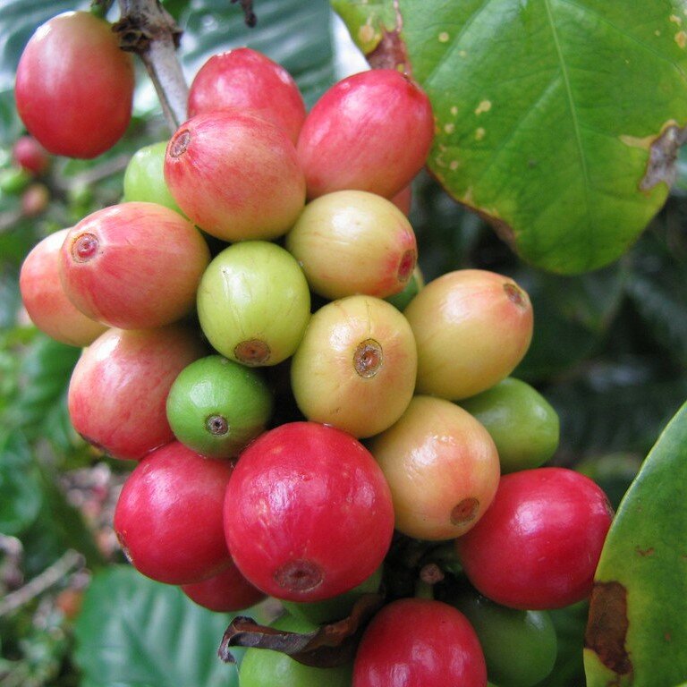 Zwergkaffee (Coffea arabica 'nana')