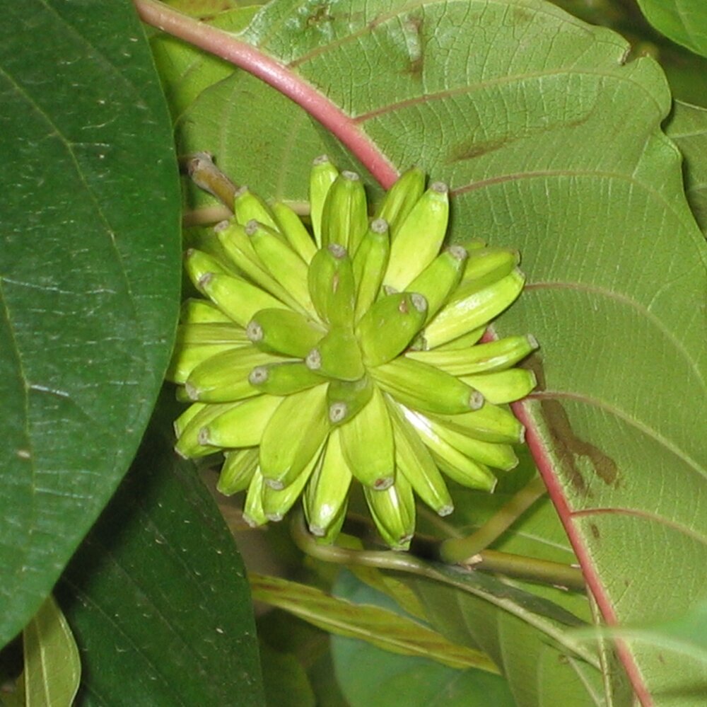 Baum des Lebens (Camptotheca acuminata)