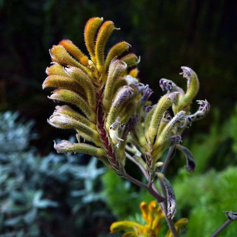 Gelber K&auml;nguruphote (Anigozanthos flavidus 'Yellow')
