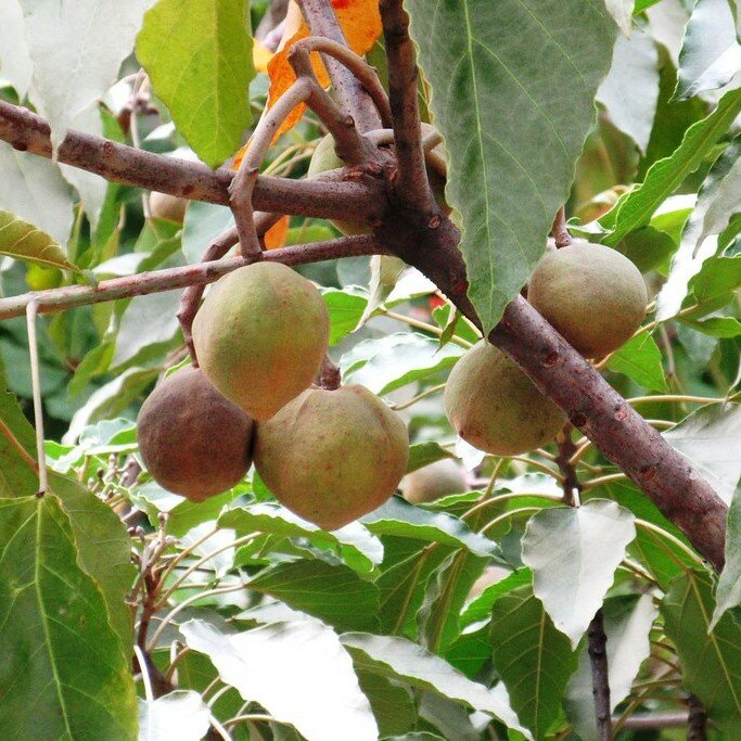 Kemirin&uuml;sse (Aleurites moluccana)