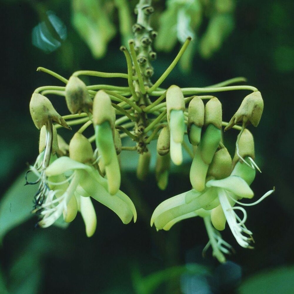 Kronleuchterbohne (Mucuna holtonii)