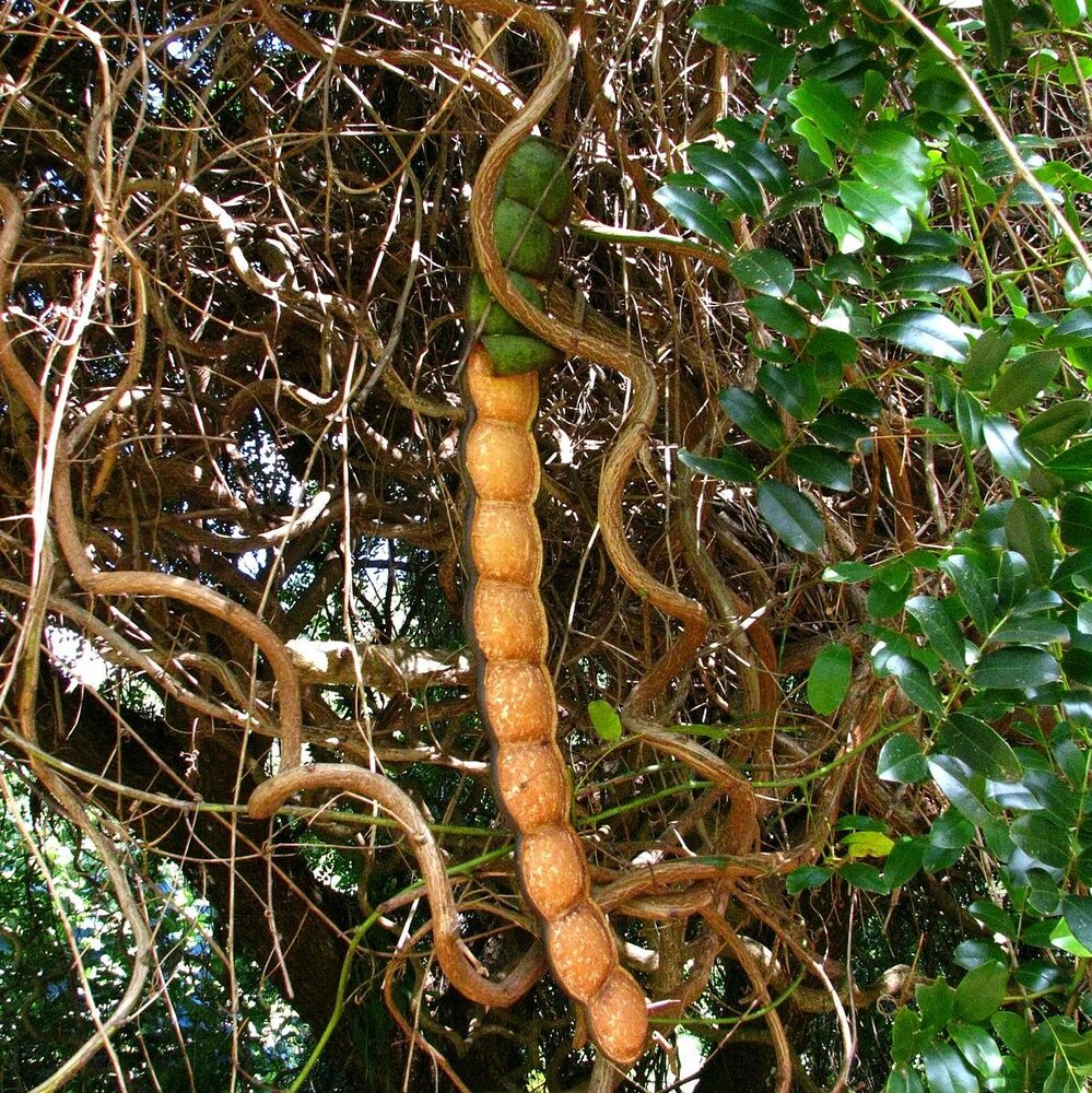 Meeresherz (Entada gigas)