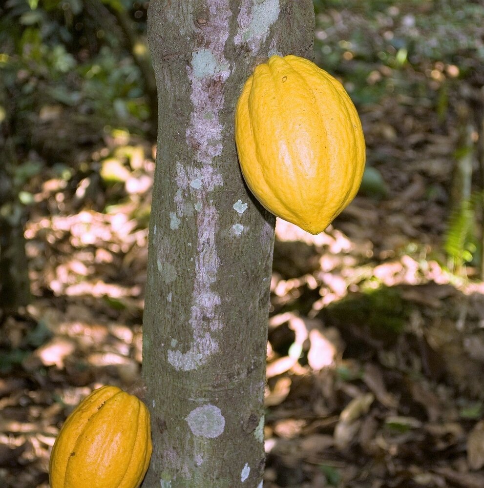 Kakao (Theobroma cacao)