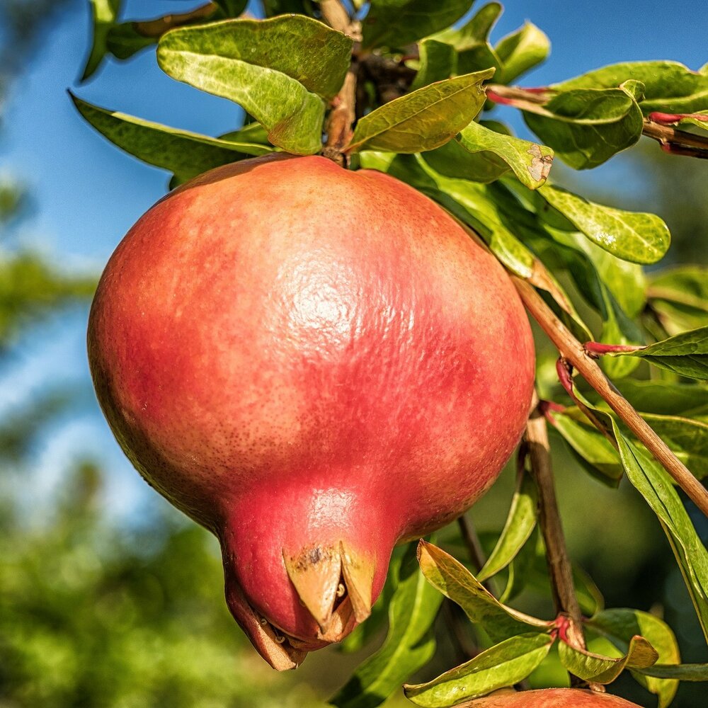 Granatapfel (Punica granatum)