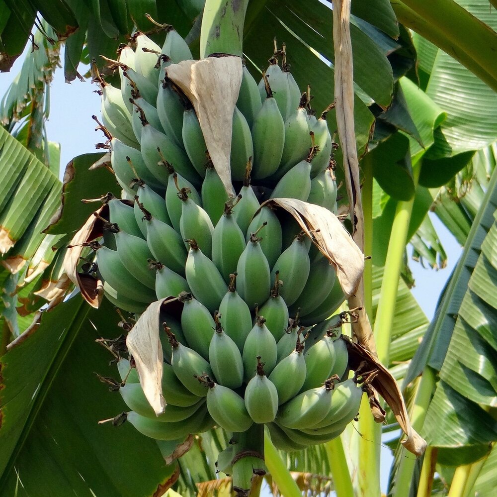 Zwergbanane (Musa acuminata)