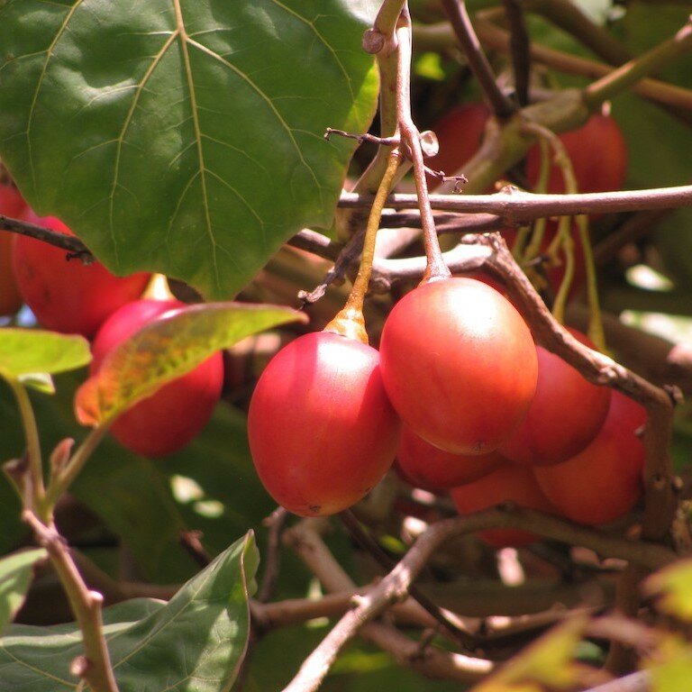 Baumtomate (Cyphomandra betacea)