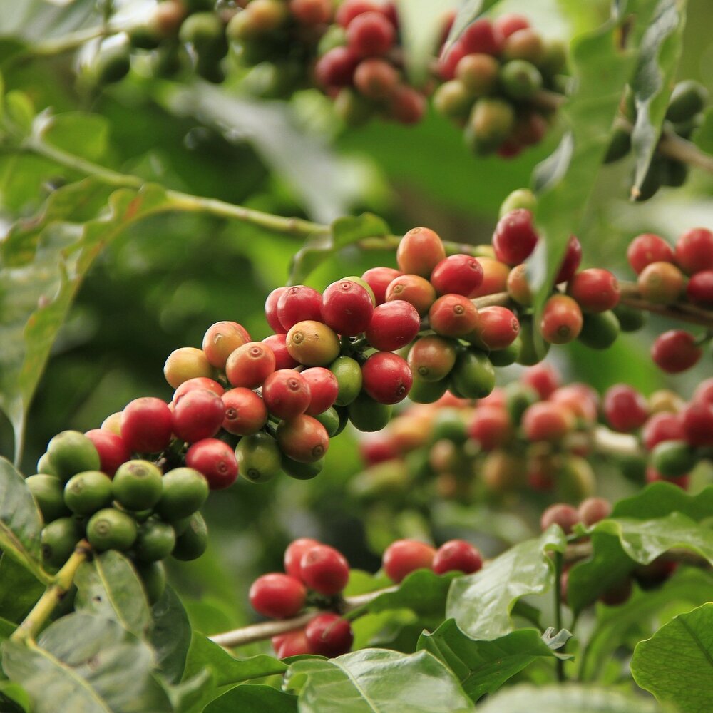 Arabica-Kaffee (Coffea arabica)
