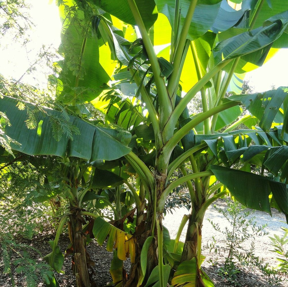 Rotgestreifte Darjeeling-Banane (Musa sikkimensis 'Red Flash')