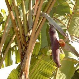 Cheesman-Banane (Musa cheesmanii)