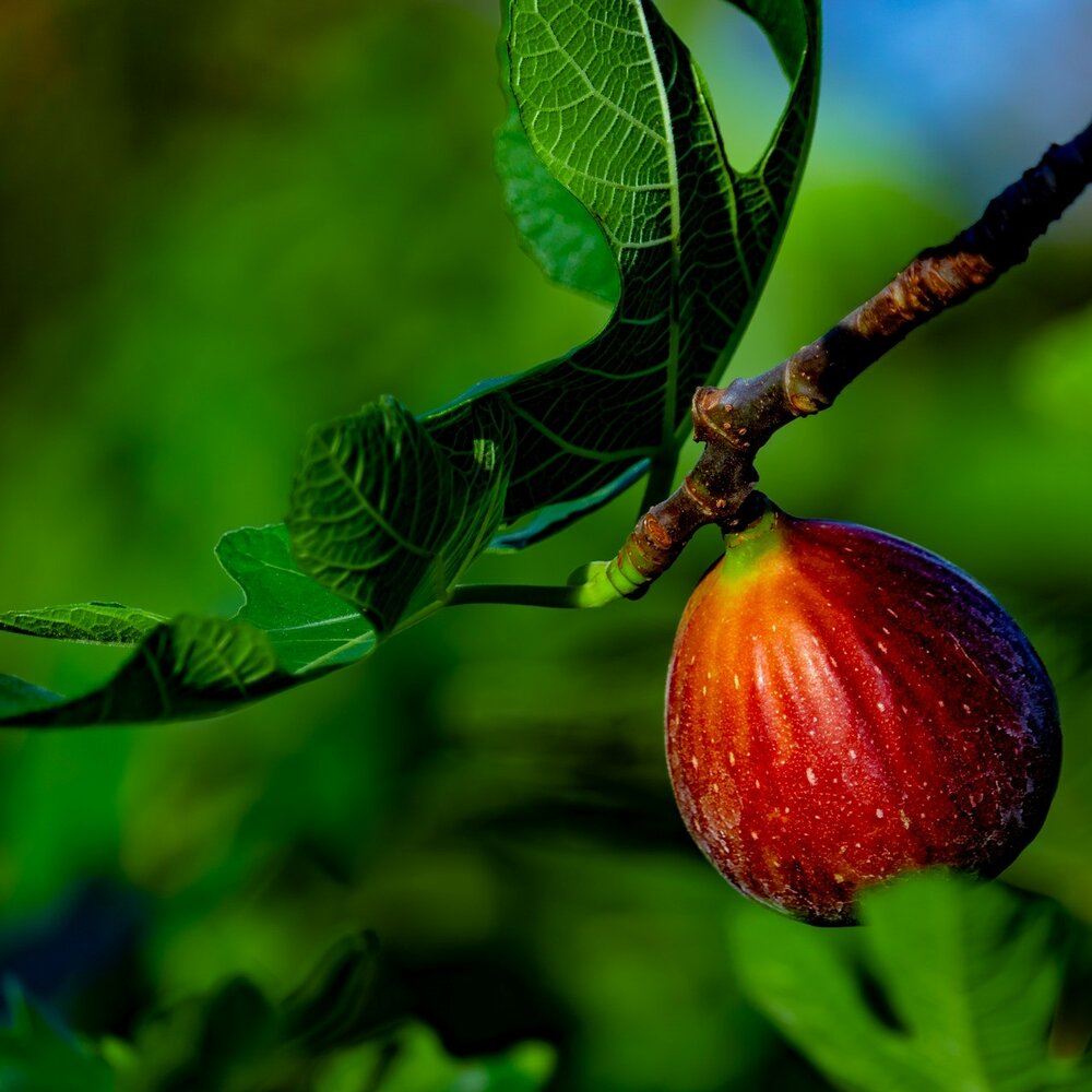 Feige (Ficus carica)
