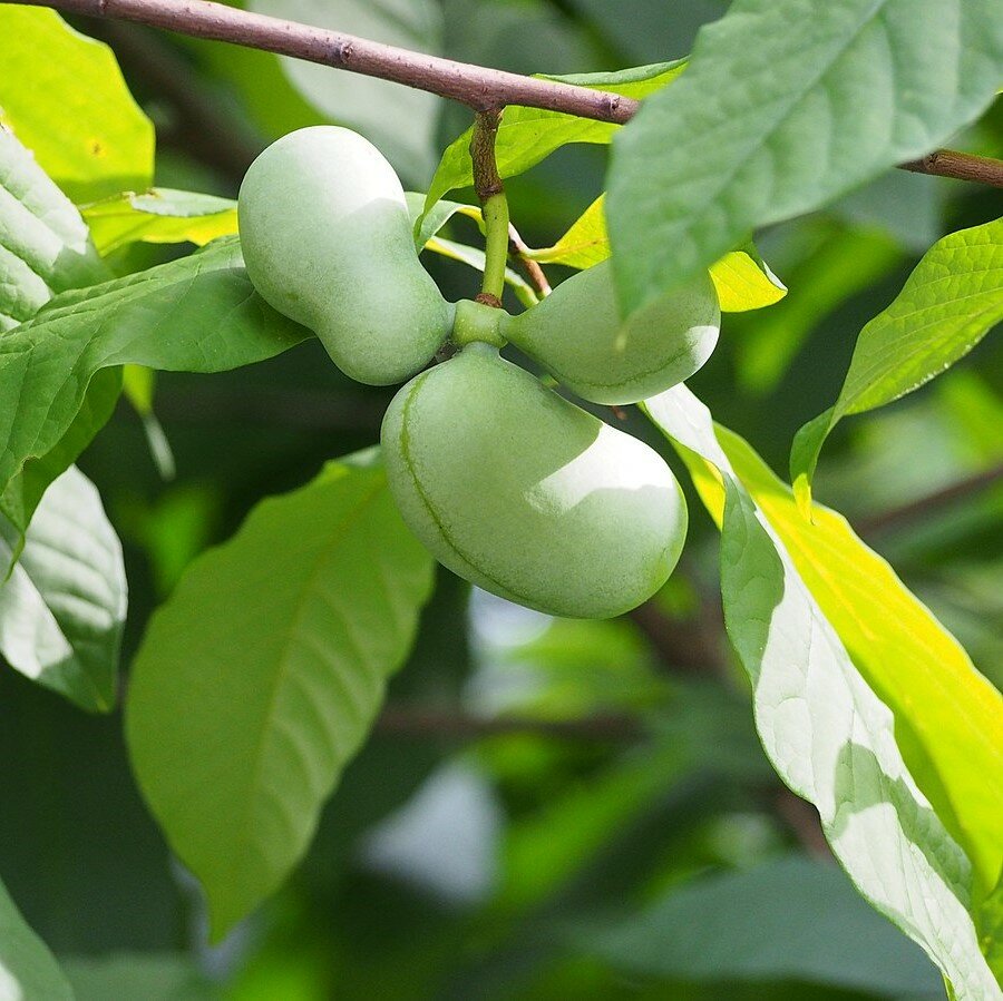 Pawpaw (Asimina triloba)