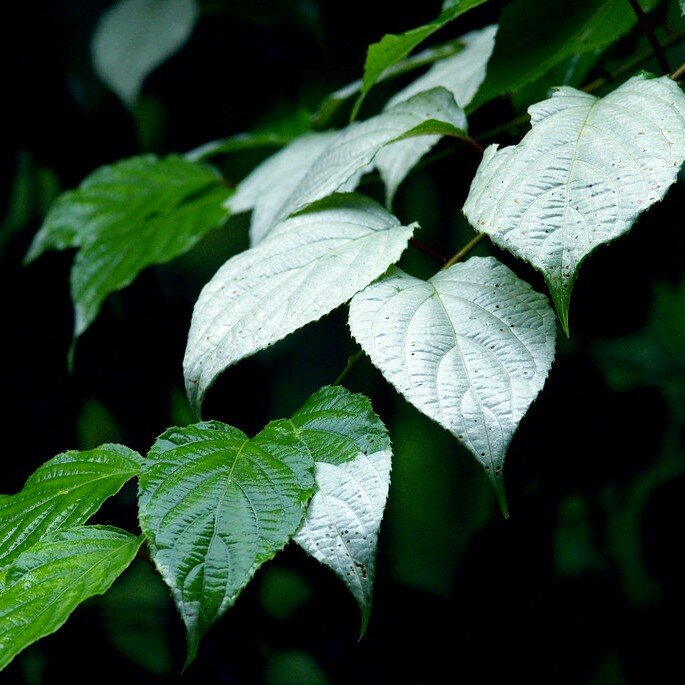 Silberrebe-Kiwi (Actinidia polygama)