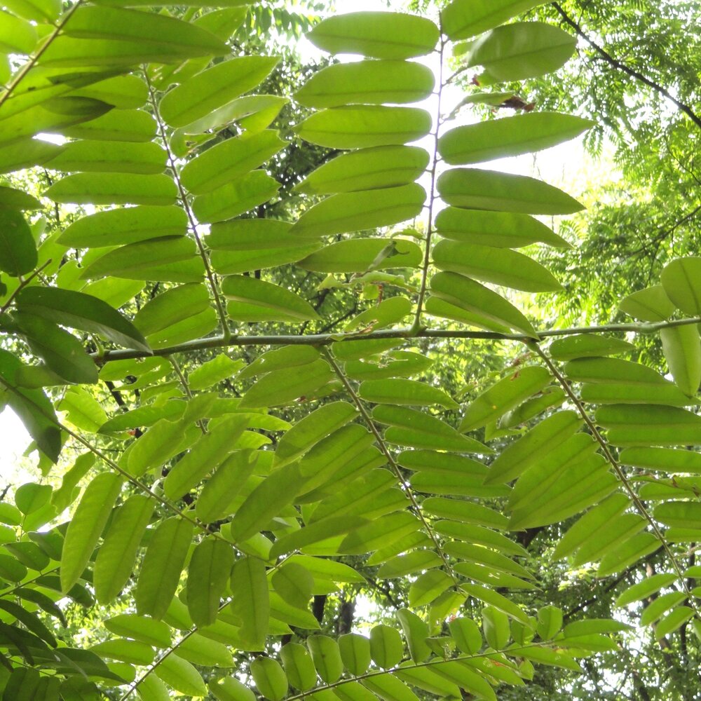 Chinesischer Ton (Toona sinensis)