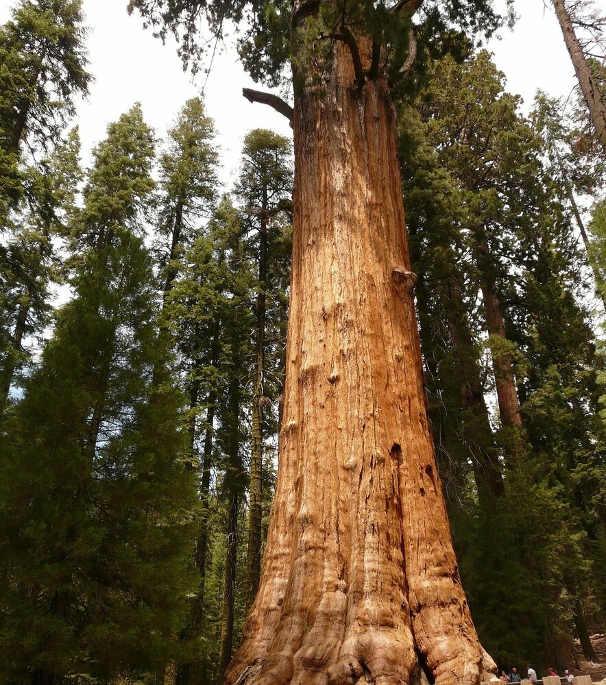 Mammutbaum (Sequoiadendron giganteum)