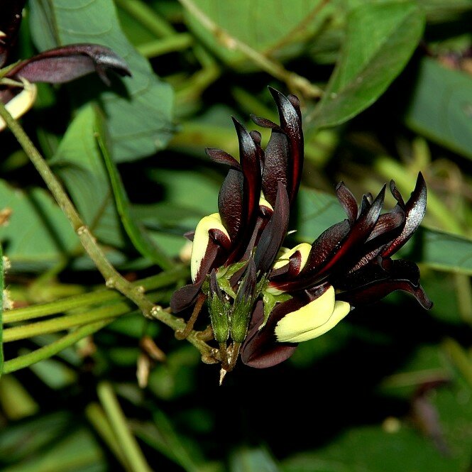 Schwarze Korallenbohne (Kennedia nigricans)