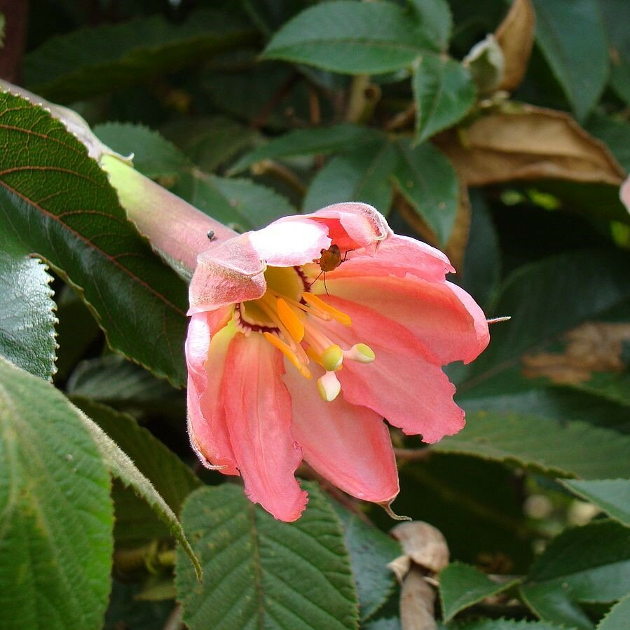 Bananadilla (Passiflora mollissima)