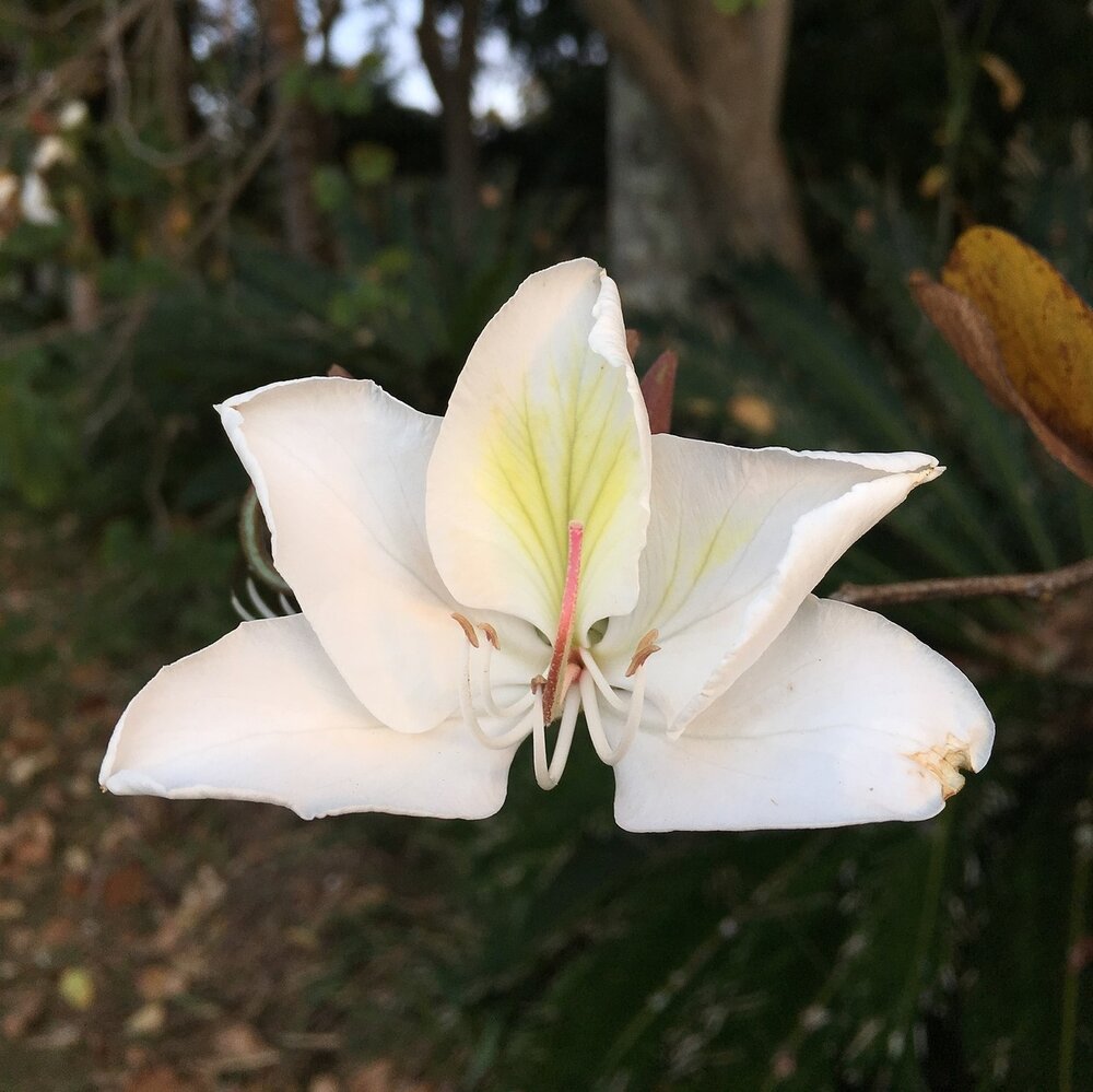 Wei&szlig;er Orchideenbaum (Bauhinia variegata 'candida')