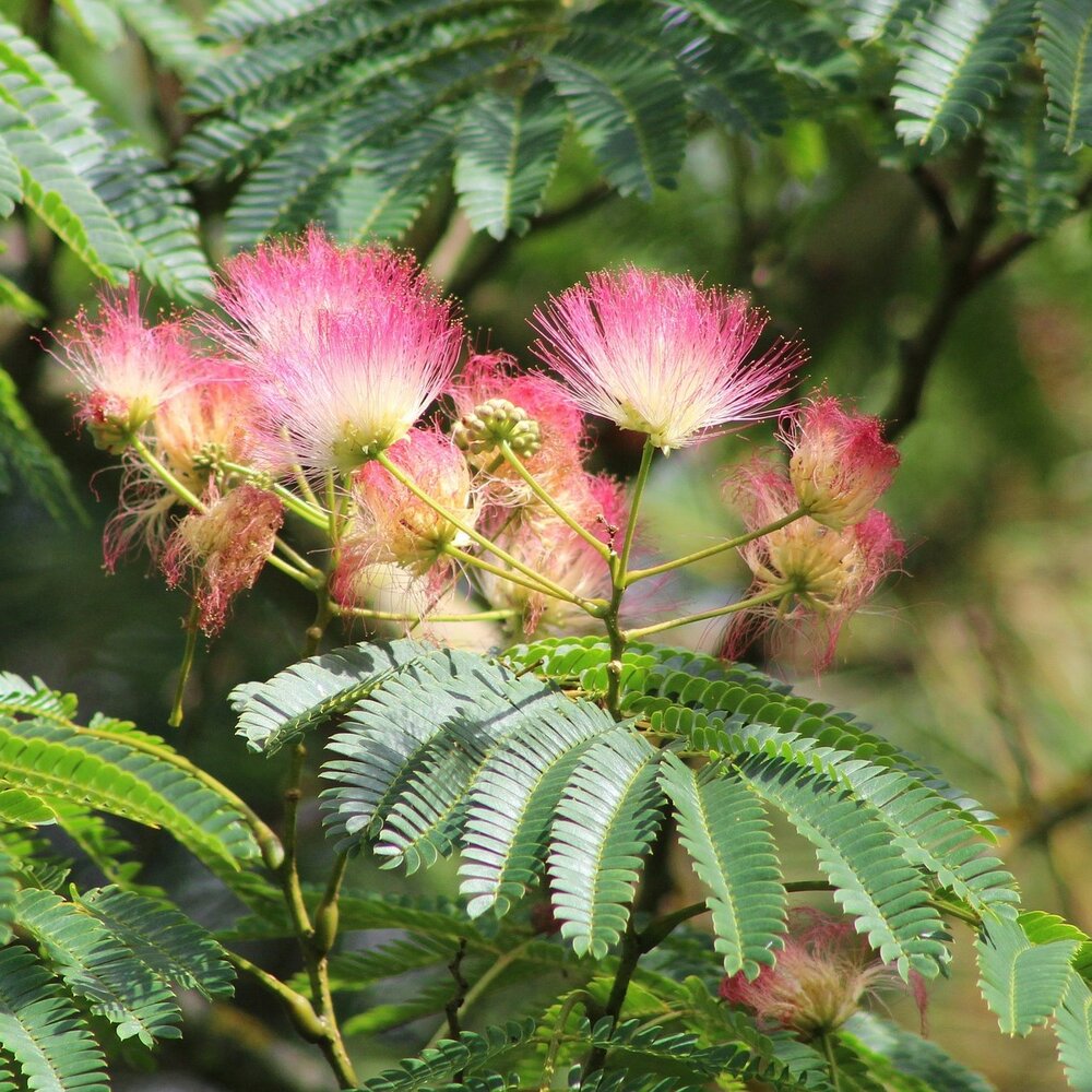 Persischer Schlafbaum (Albizia julibrissin 'E.H. Wilson')