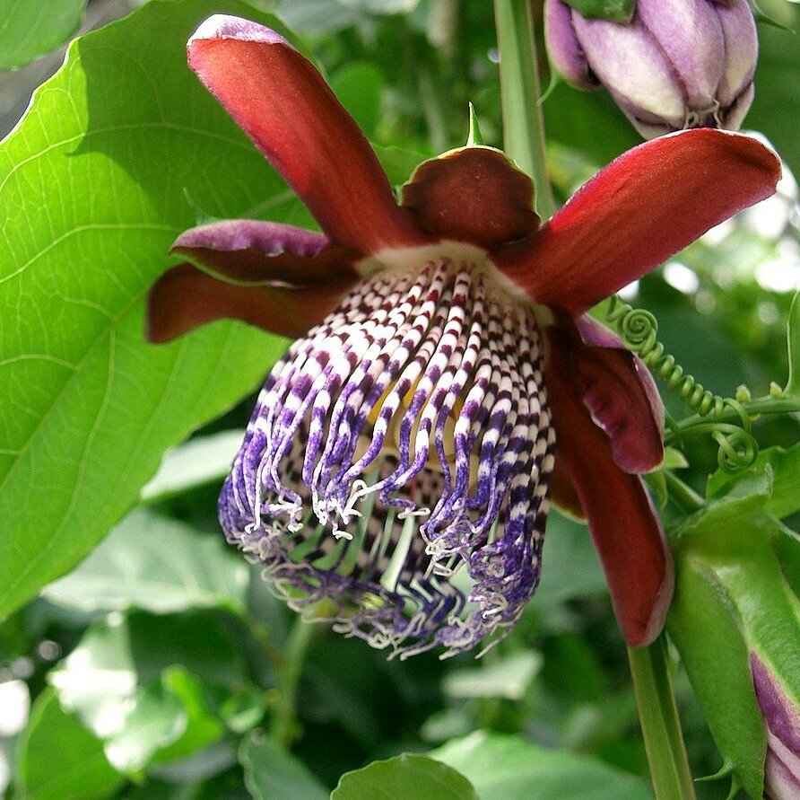 Gefl&uuml;gelte Passionsblume (Passiflora alata)