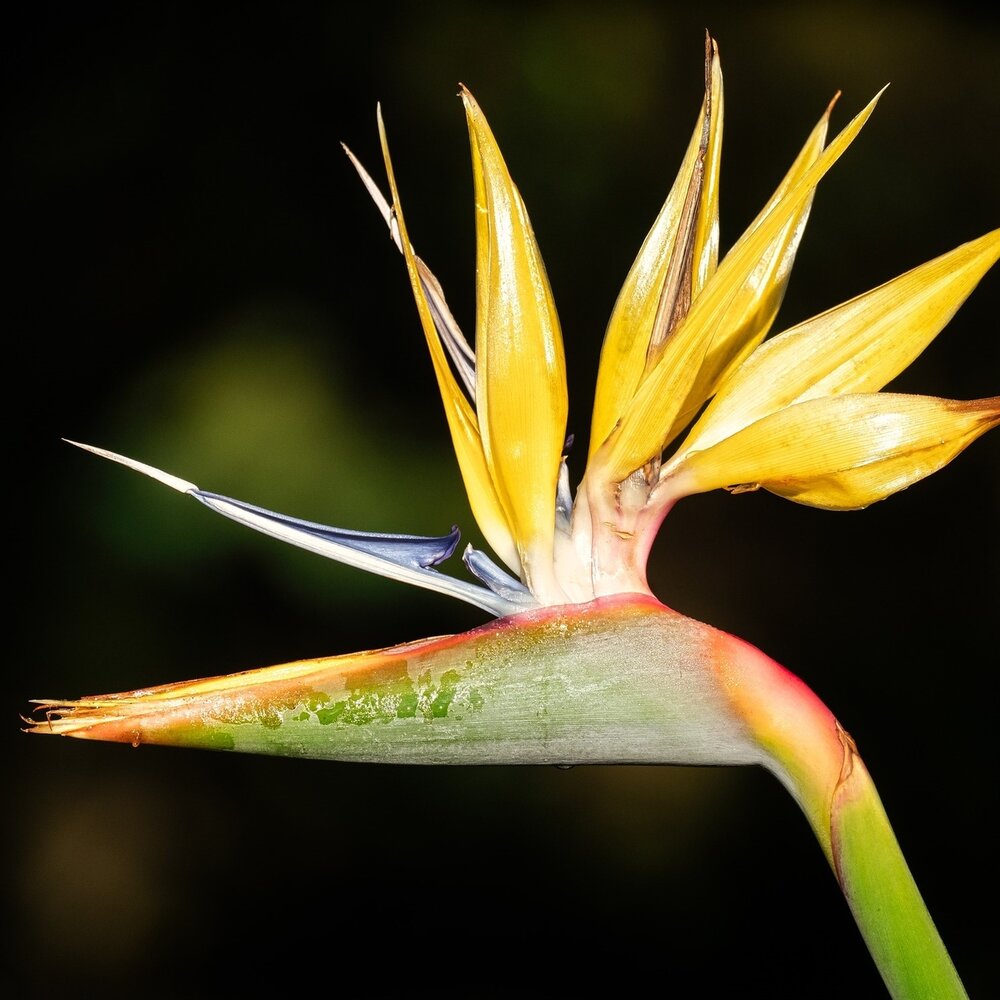 Gelbe Paradiesvogelblume (Strelitzia reginae 'Mandela's Gold')