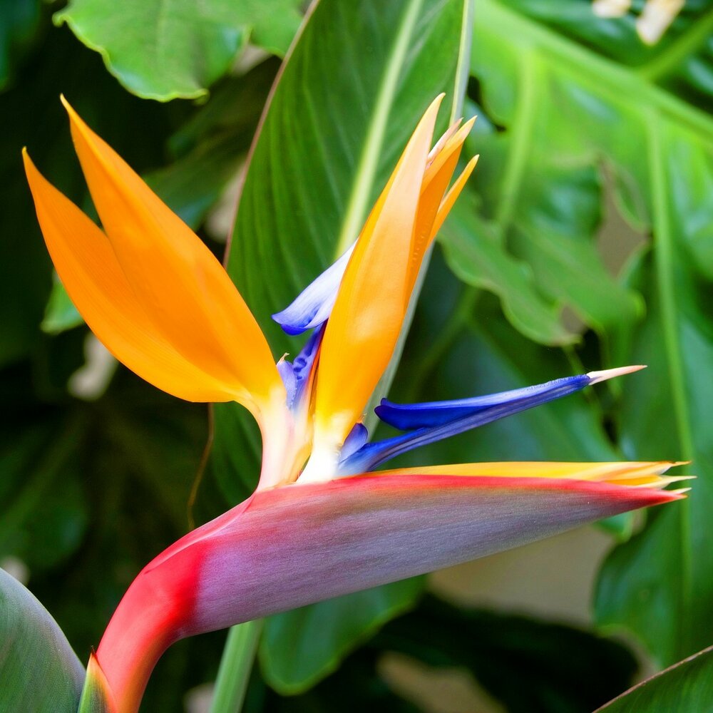 Paradiesvogelblume (Strelitzia reginae)