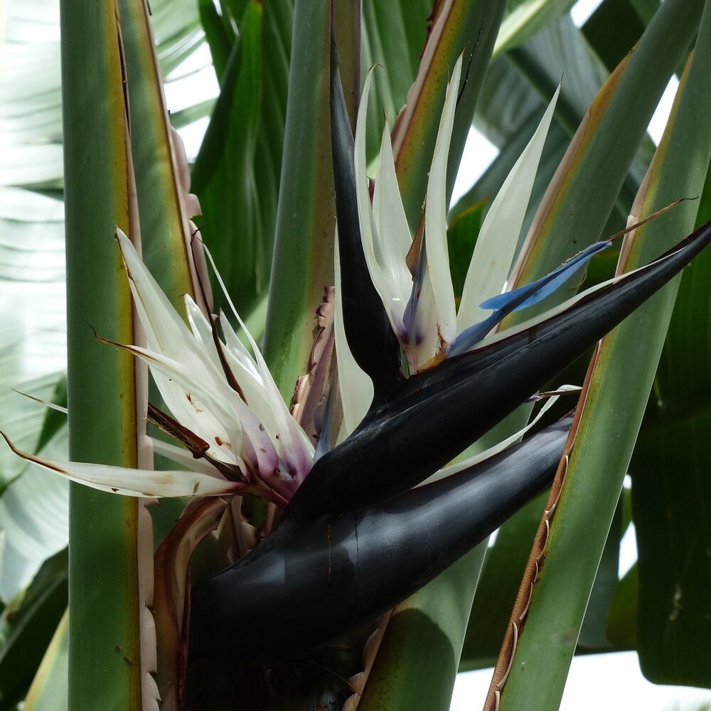 Natal-Paradiesvogelblume (Strelitzia nicolai)